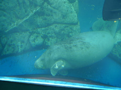 African Manatee photo 2