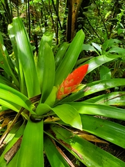 Guzmania berteroniana