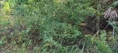Baccharis glomeruliflora image