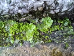 Lunularia cruciata