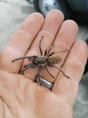 Harpactirella lightfooti