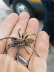 Harpactirella lightfooti