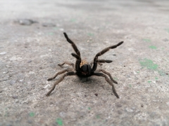 Harpactirella lightfooti
