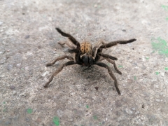 Harpactirella lightfooti