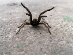 Harpactirella lightfooti