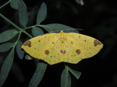 Periclina