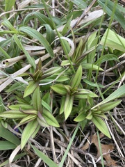 Gentiana alba