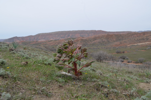 Euphorbia ferganensis