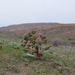 Euphorbia ferganensis - Photo (c) Aleksandr Naumenko, algunos derechos reservados (CC BY-NC), subido por Aleksandr Naumenko