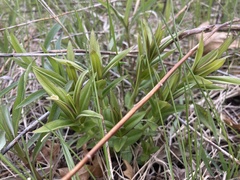 Gentiana alba