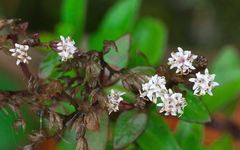 Ageratina anisochroma