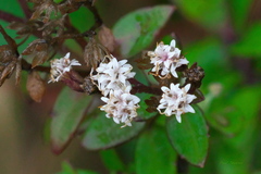 Ageratina anisochroma