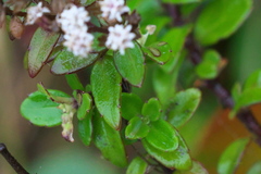 Ageratina anisochroma