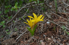 Colchicum luteum