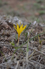 Colchicum luteum