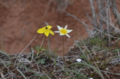 Tulipa turkestanica