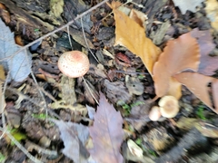 Cortinarius bolaris