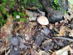 Cortinarius bolaris