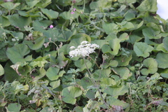 Heracleum sphondylium sphondylium