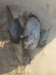 Melanitta perspicillata