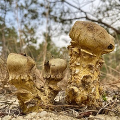 Scleroderma meridionale