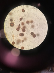 Scleroderma meridionale