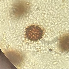 Scleroderma meridionale