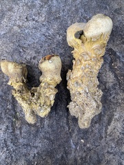 Scleroderma meridionale