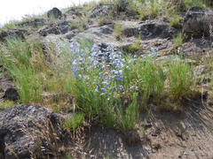 Penstemon radicosus