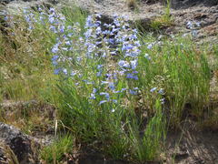 Penstemon radicosus