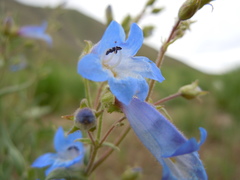 Penstemon radicosus
