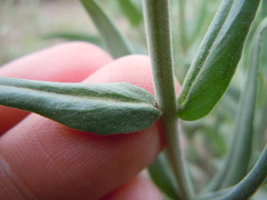 Penstemon radicosus