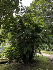 Angiopteris lygodiifolia