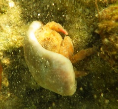 Moreiradromia antillensis