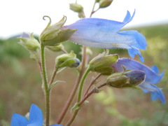 Penstemon radicosus