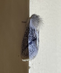 Striphnopteryginae