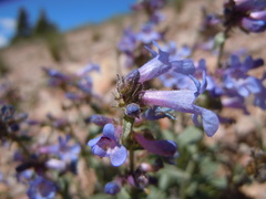 Penstemon radicosus