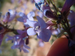 Penstemon radicosus