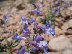 Penstemon radicosus