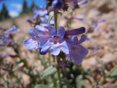 Penstemon radicosus
