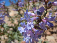 Penstemon radicosus