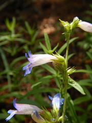 Penstemon radicosus