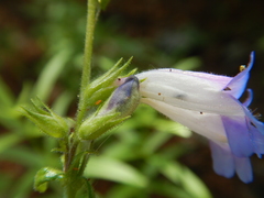 Penstemon radicosus
