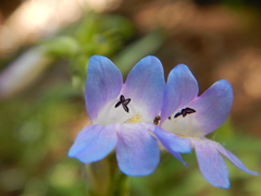 Penstemon radicosus