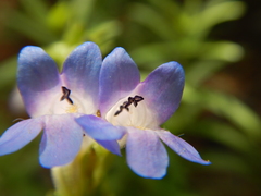 Penstemon radicosus