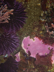 Stylantheca papillosa