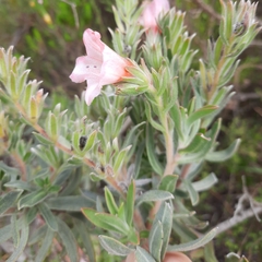 Lobostemon curvifolius