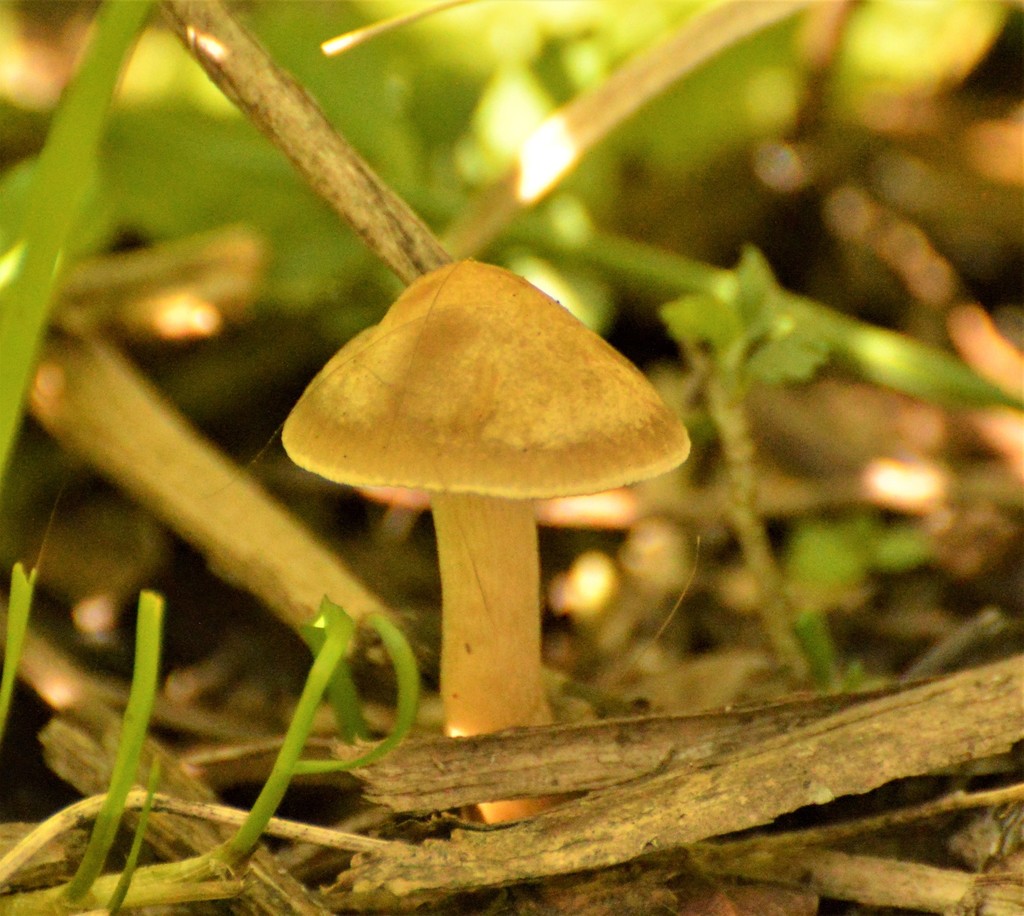 Agrocybe pediades · September 2021 · photo: © andreaargentinat (iNaturalist, cc-by)
