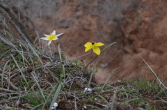 Anemone biflora gortschakowii