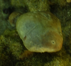 Moreiradromia antillensis